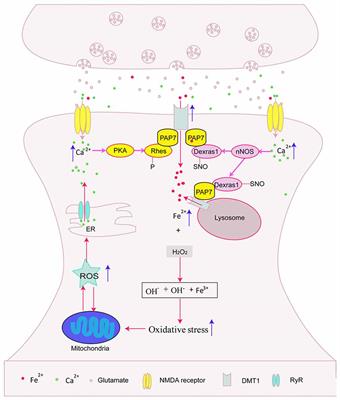 New Insights into the Crosstalk between NMDARs and Iron: Implications for Understanding Pathology of Neurological Diseases